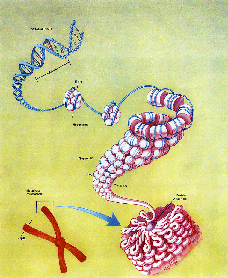 DNA-diagam-micro.jpg