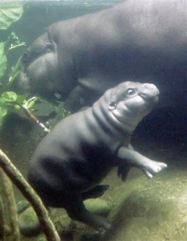 pygmy hippopotamus baby zoo