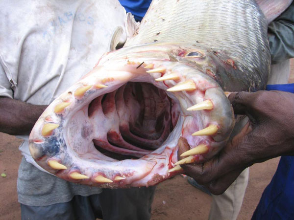 strange-fish-creature-closeup-teeth-congo-3.jpg